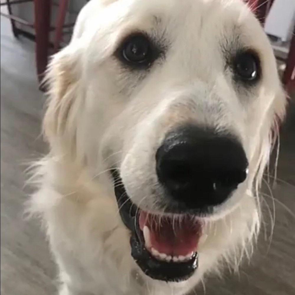 Meet your Posher, Piper